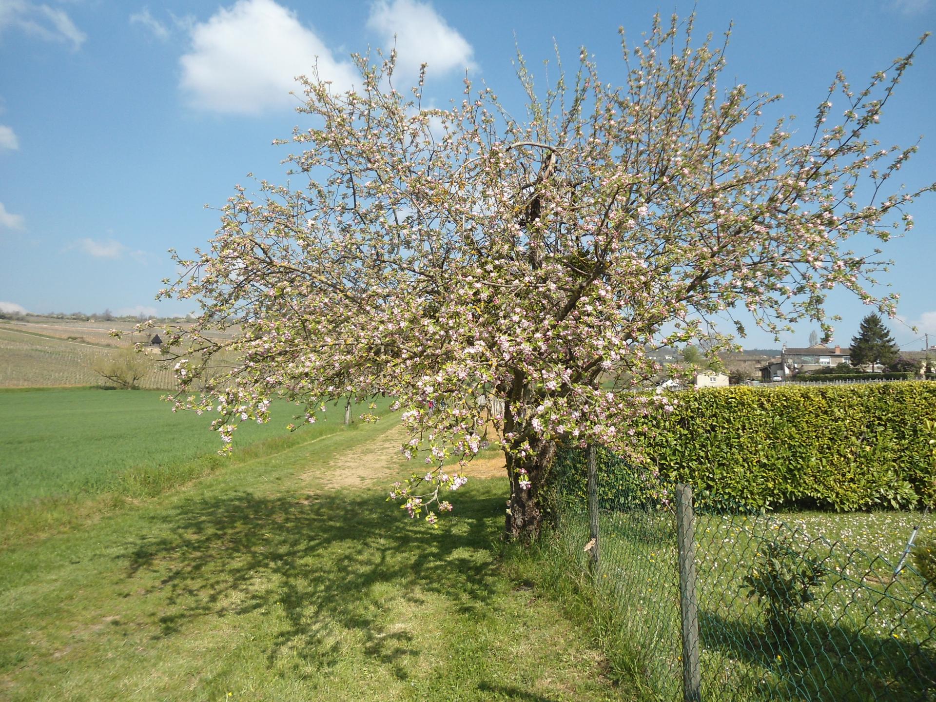 Prissé (Beaujolais - 14 avril 2019)