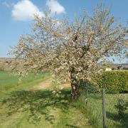 Prissé (Beaujolais - 14 avril 2019)