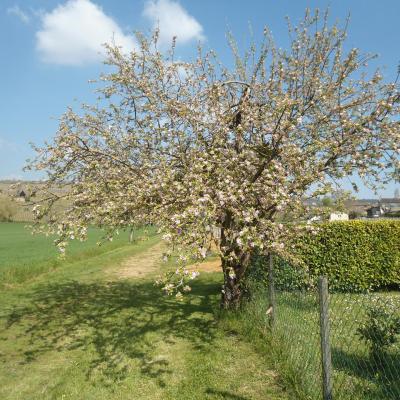 Prissé (Beaujolais - 14 avril 2019)