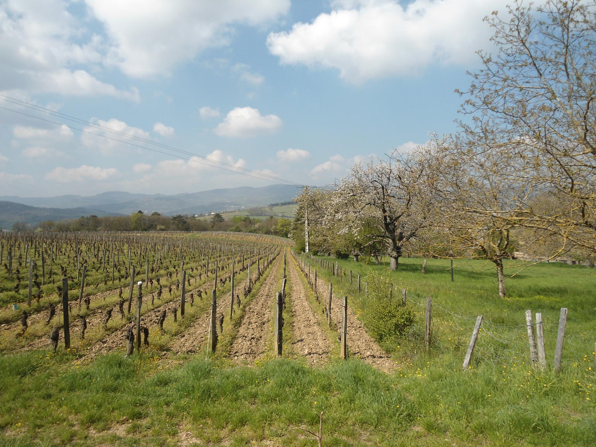 Prissé (Beaujolais - 14 avril 2019)