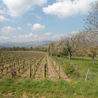 Prissé (Beaujolais - 14 avril 2019)