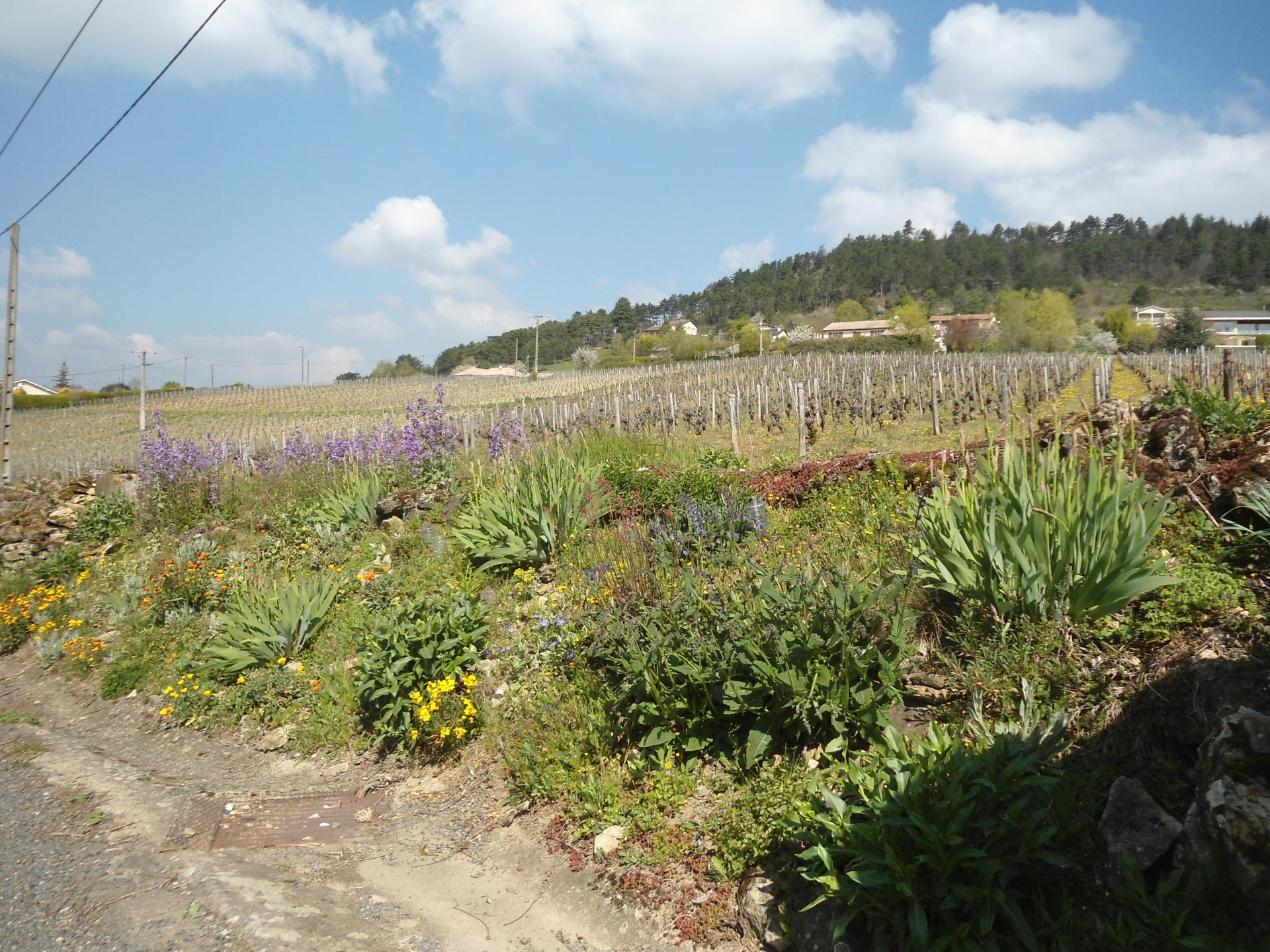 Prissé (Beaujolais - 14 avril 2019)