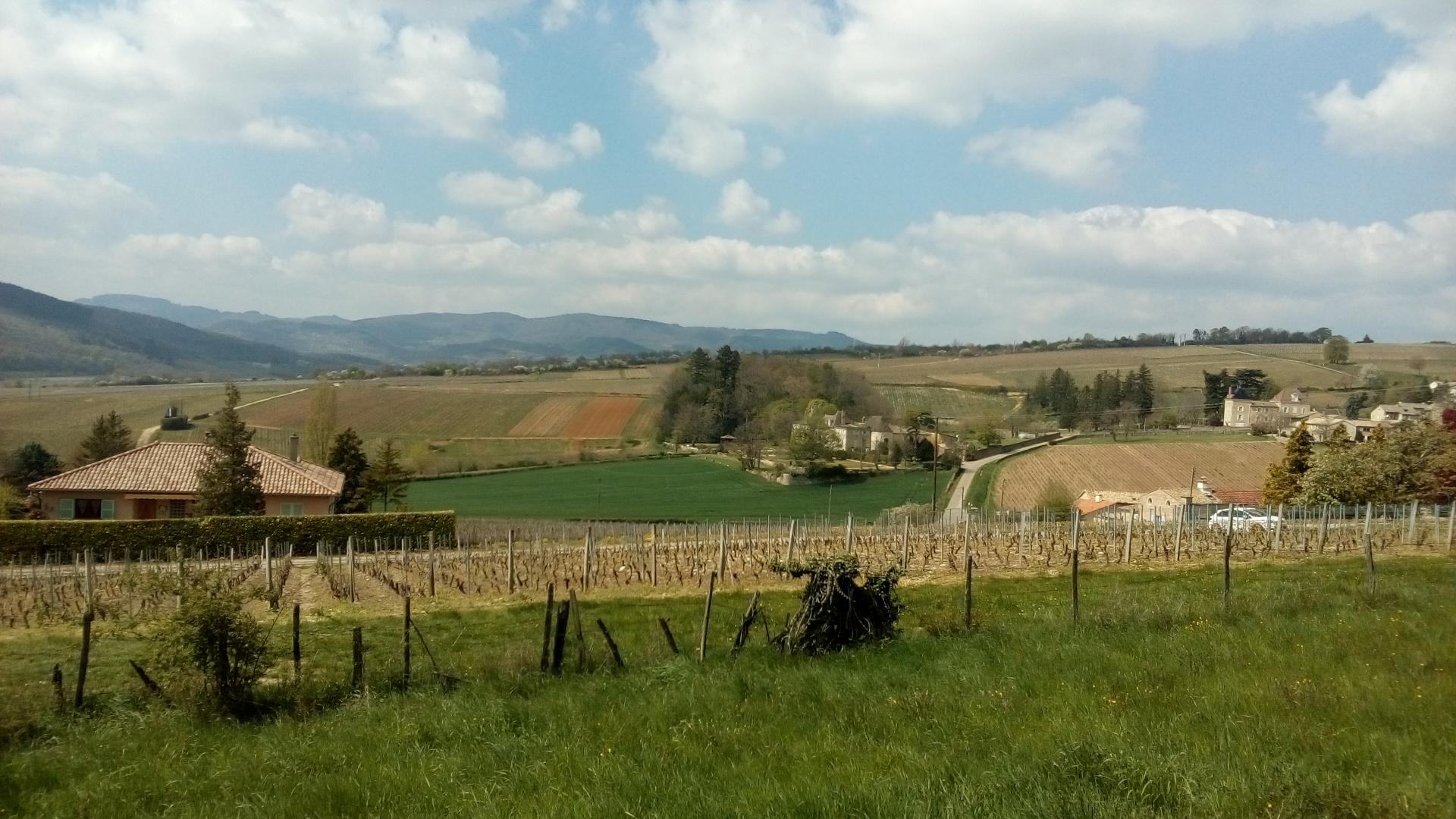 Prissé (Beaujolais - 14 avril 2019)