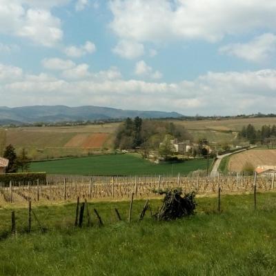 Prissé (Beaujolais - 14 avril 2019)